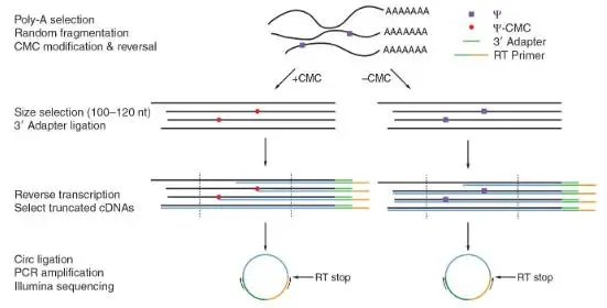 假尿苷（Ψ）修飾研究：Ψ-seq、BID-seq、BACS與納米孔技術(shù)的全面對比